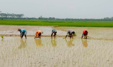 চাঁপাইনবাবগঞ্জের গোমস্তাপুরসহ বিভিন্ন স্থানে শেষ মুহূর্তে আমন চাষাবাদে ব্যস্ত কৃষকরা