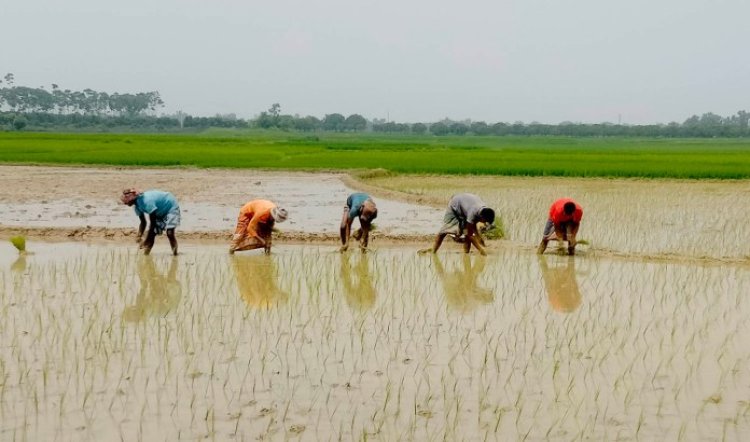 চাঁপাইনবাবগঞ্জের গোমস্তাপুরসহ বিভিন্ন স্থানে শেষ মুহূর্তে আমন চাষাবাদে ব্যস্ত কৃষকরা