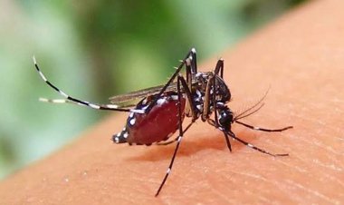 চাঁপাইনবাবগঞ্জে ১৬ জন ডেঙ্গুতে আক্রান্ত