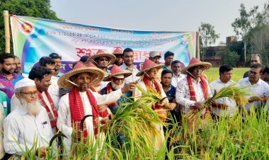 গোমস্তাপুরে ব্রিধান-৭৫ কাটার উদ্বোধন