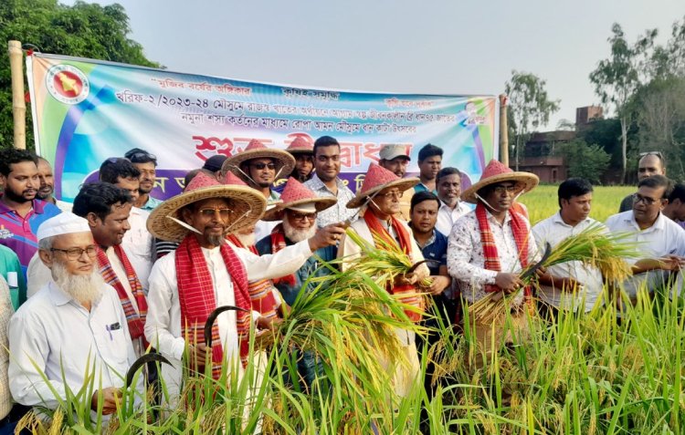 গোমস্তাপুরে ব্রিধান-৭৫ কাটার উদ্বোধন