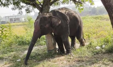 নাচোলে সার্কাসের হাতির আক্রমণে শিশুসহ ২ জন নিহত
