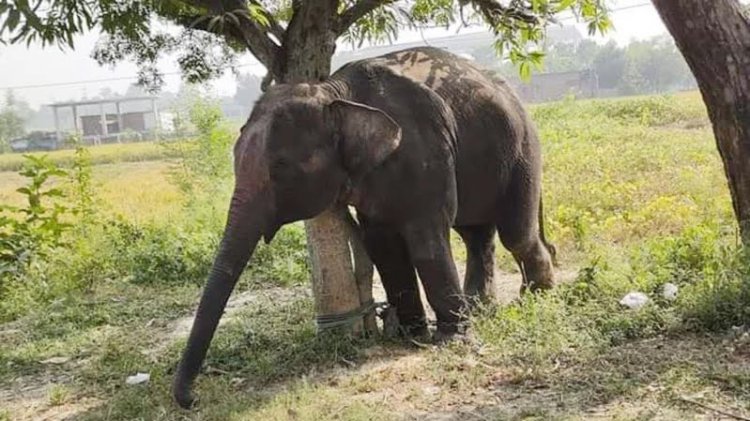 নাচোলে সার্কাসের হাতির আক্রমণে শিশুসহ ২ জন নিহত