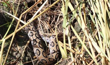 শিবগঞ্জে ধান ক্ষেতে ৯টি রাসেল’স ভাইপার সাপ