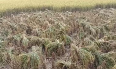 নওগাঁয় জোরপূর্বক ধান কাঁটার অভিযোগ