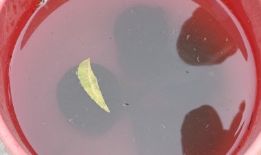 চাঁপাইনবাবগঞ্জ পৌরসভা থেকে পরিত্যক্ত ককটেল উদ্ধার