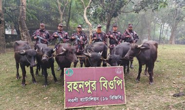 রহনপুরে ৬টি ভারতীয় মহিষ আটক