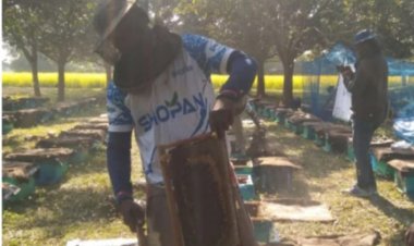 শিবগঞ্জে মধু সংগ্রহে ব্যস্ত শতাধিক মৌ চাষীরা