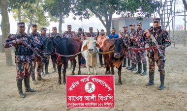 চাঁপাইনবাবগঞ্জে ভারতীয় গরুসহ তিনজন চোরাকারবারী আটক