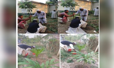 পাবনায় বৃক্ষরোপণ করলো শোলাকুড়া সমাজ কল্যাণ ফাউন্ডেশন