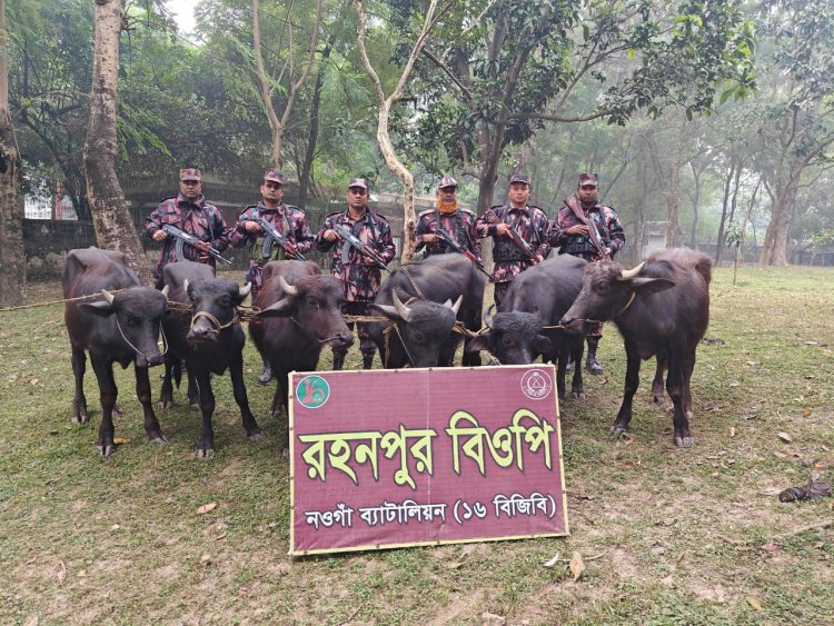 রহনপুরে ৬টি ভারতীয় মহিষ আটক 