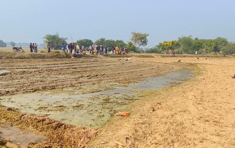 নাচোলে ১১ বিঘা আলু গম সরিষা হালচাষ দিয়ে নষ্ট করলো প্রতিপক্ষ