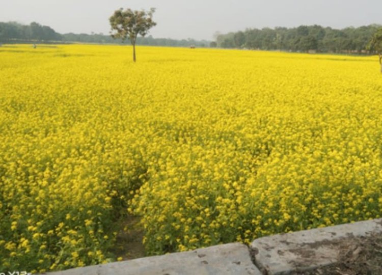 শিবগঞ্জে সবুজ মাঠ ছেঁয়ে গেছে হলুদ সরিষা ফুলে