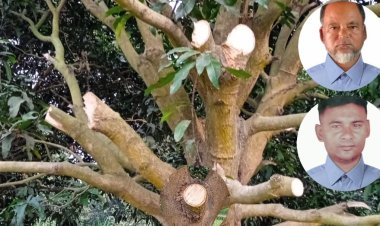 অস্ত্রের ভয় দেখিয়ে ১৪টি আমগাছ কেটে ফেললো দুর্বৃত্তরা