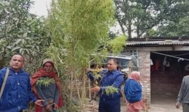 নওগাঁর বদলগাছীতে গাঁজার গাছসহ আটক-১