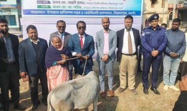 নিয়ামতপুরে ক্ষুদ্র-নৃগোষ্ঠী সম্প্রদায়ের মাঝে গরু বিতরণ 