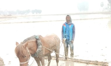 নওগাঁয় ঘোড়া দিয়ে হাল চাষে সংসার চালাচ্ছে  রবিউলের