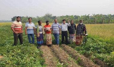 বরেন্দ্র অঞ্চলে চাষ হচ্ছে নেদারল্যান্ডের আলু ভ্যালেন্সিয়া