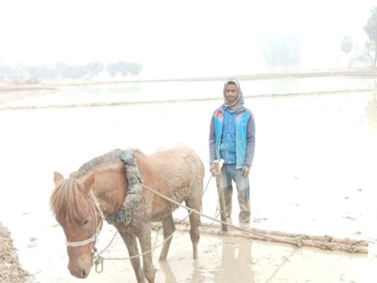 নওগাঁয় ঘোড়া দিয়ে হাল চাষে সংসার চালাচ্ছে  রবিউলের