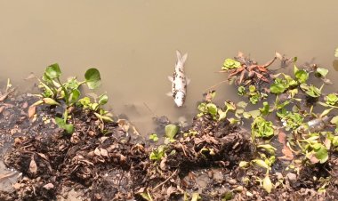 চাঁপাইনবাবগঞ্জে কালিতলা বিলে বিষ প্রয়োগে মাছ ধরার অভিযোগ