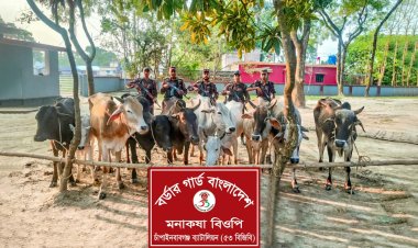 চাঁপাইনবাবগঞ্জে ভারতীয় গরু জব্দ