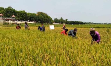 নাসিরনগর হাওড়ে বোরো ধান কাটা শুরু-কৃষকের মুখে হাসি