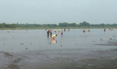 জীবননগর পদ্মগঙ্গা বিল নিয়ে মৎস্যজীবী সমিতির অভিযোগ