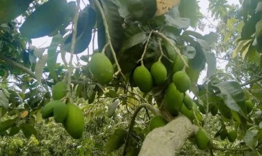 চাঁপাইনবাবগঞ্জে মুকুলের ক্ষতি হওয়ায় আমের গুটি বেড়িয়েছে তুলনামূলক কম