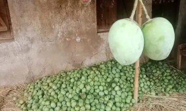 নওগাঁয় গুটি আমের মধ্য দিয়ে আম নামানো শুরু
