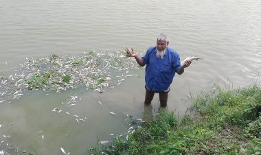 শিবগঞ্জে পুকুরে বিষ দিয়ে মাছ মারার অভিযোগ-ক্ষতি প্রায় ৪ লাখ টাকা