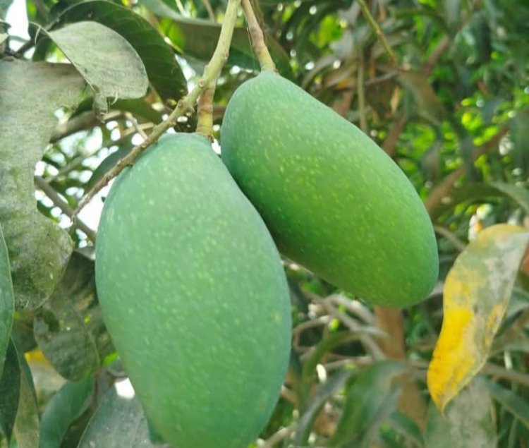 নওগাঁয় আম ২২মে থেকে আসছে বাজারে