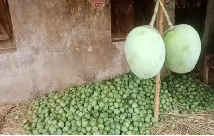 নওগাঁয় গুটি আমের মধ্য দিয়ে আম নামানো শুরু