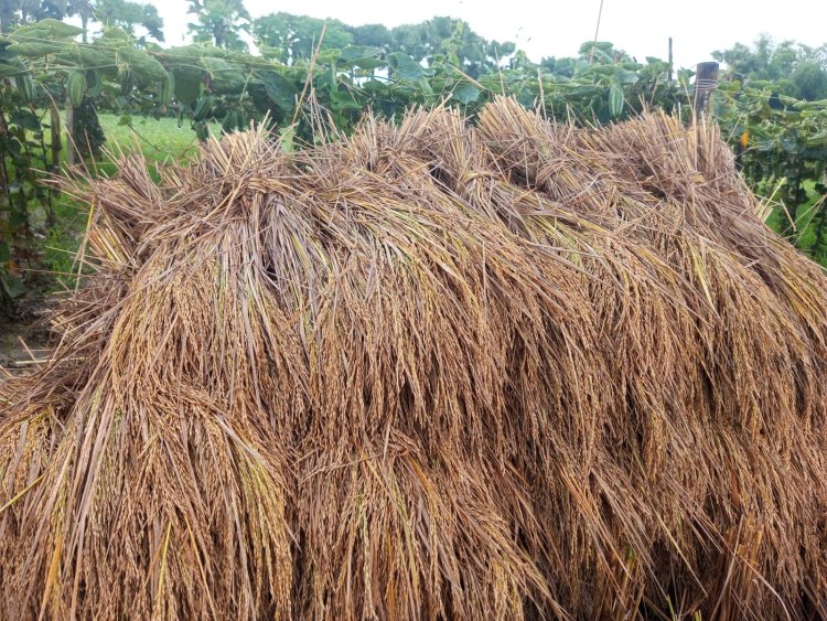 নওগাঁয় এক সপ্তাহ বৃষ্টির কারণে সোনালী ফসল নিয়ে বিপাকে কৃষকরা