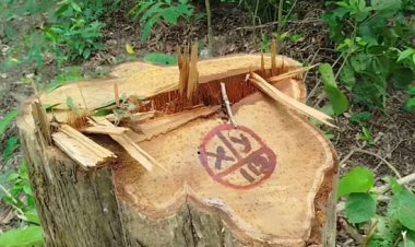 হবিগঞ্জে সাতছড়ি জাতীয় উদ্যান থেকে সেগুনগাছ চুরি-বন বিভাগের ভূমিকা নিয়ে প্রশ্ন