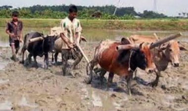 আধুনিক পদ্ধতিতে চাষাবাদে লাঙ্গল-জোয়ল যাদুঘরে উঠার উপক্রম