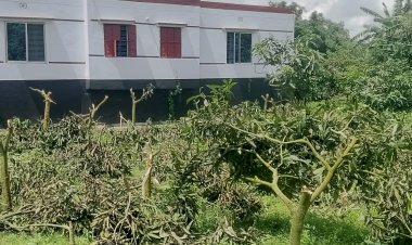 সাপাহারে জমি জমার বিরোধে পাঁঠার বলি আমগাছ