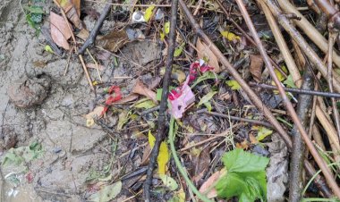 শিবগঞ্জে ককটেল বিস্ফোরণ