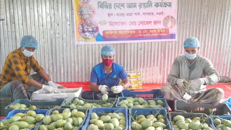নওগাঁ সাপাহারের আম্রপালি আমের যাত্রা এবার ইংল্যান্ড