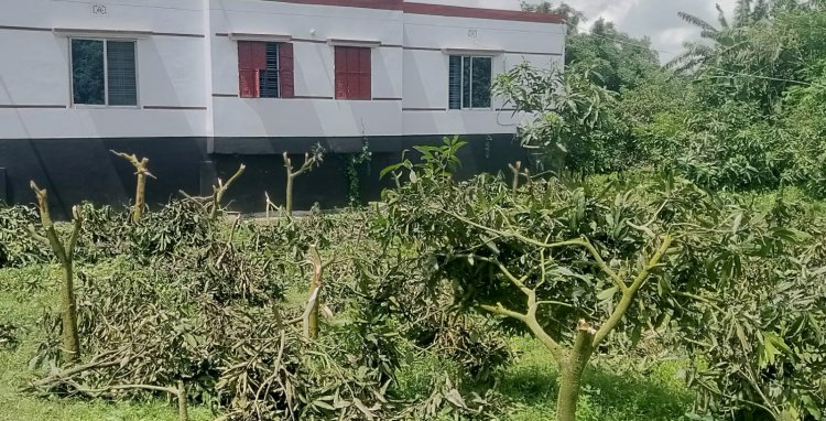 সাপাহারে জমি জমার বিরোধে পাঁঠার বলি আমগাছ