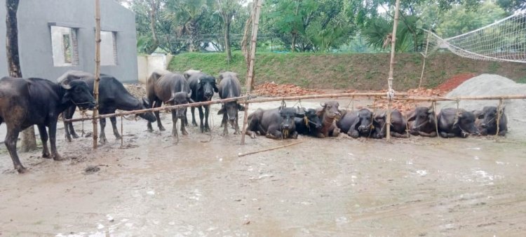 চাঁপাইনবাবগঞ্জ সীমান্তে ১৩টি মহিষ আটক