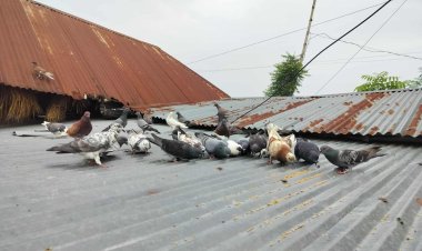 গোমস্তাপুরে কলেজ শিক্ষার্থীর কবুতর পালনে নজরকাড়া সফলতা