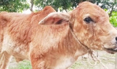 গোমস্তাপুরে গরুর ল্যাম্পি ভাইরাস ছড়িয়ে পড়ছে ক্ষতির মুখে খামারিরা