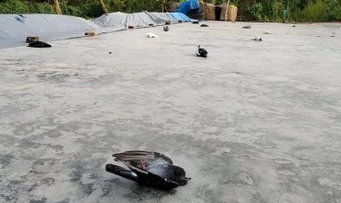 গোমস্তাপুরে বিষ প্রয়োগে শতাধিক কবুতর ও মুরগি মারার অভিযোগ