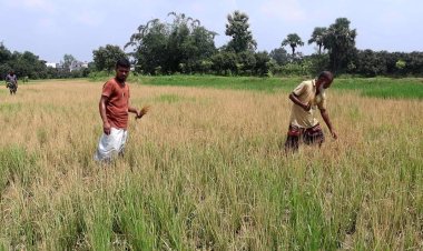 নওগাঁয় ১০ বিঘা আমন ধানে আগাছা নাশক কীটনাশক স্প্রে-আড়াই লক্ষ্য টাকা ক্ষতির মুখে কৃষকরা