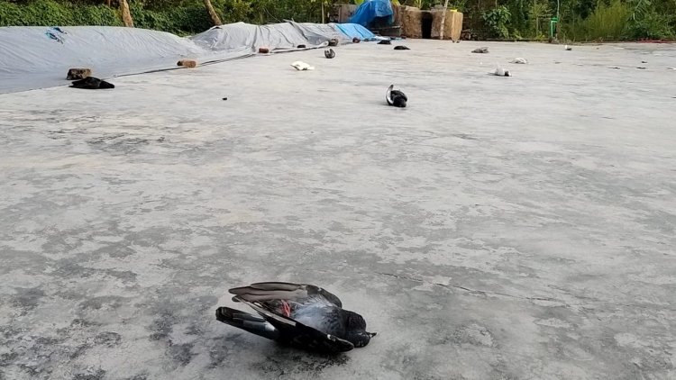 গোমস্তাপুরে বিষ প্রয়োগে শতাধিক কবুতর ও মুরগি মারার অভিযোগ