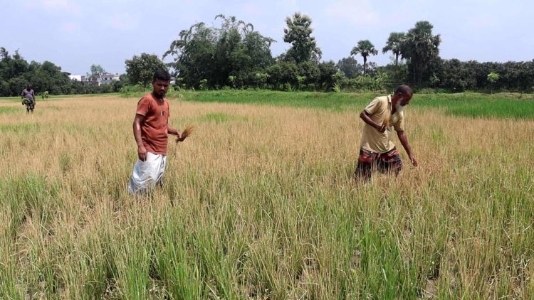 নওগাঁয় ১০ বিঘা আমন ধানে আগাছা নাশক কীটনাশক স্প্রে-আড়াই লক্ষ্য টাকা ক্ষতির মুখে কৃষকরা 