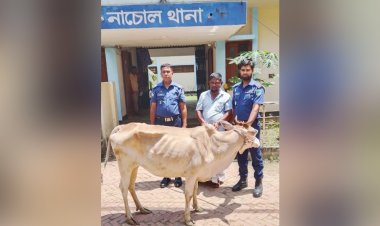 নাচোলে চুরি হওয়া গরু উদ্ধারসহ একজন আটক