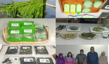 পবিপ্রবিতে শৈবাল গবেষণা-খাবার ও প্রসাধনী শিল্পে সম্ভাবনার নতুন দিগন্ত