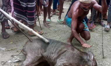 চাঁপাইনবাবগঞ্জে বুনো শূকরের আক্রমণে ৬ জন আহত