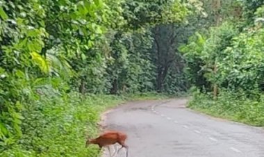 সাতছড়ি জাতীয় উদ্যানে দেখা মিলল হরিণের উচ্ছ্বসিত স্থানীয়রা